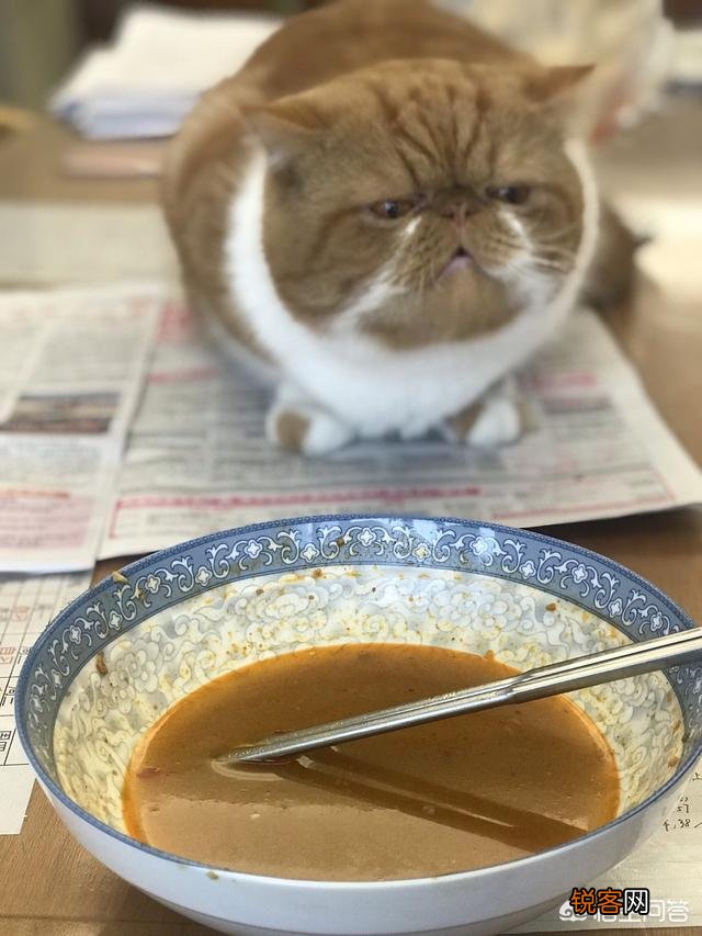 加菲猫与橘猫的混血大约值多少钱？