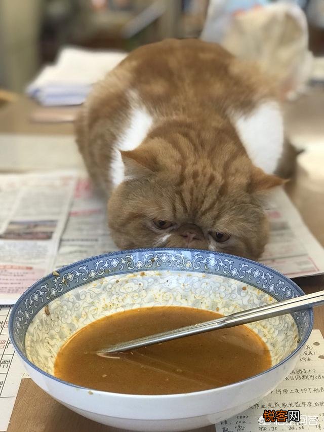加菲猫与橘猫的混血大约值多少钱？