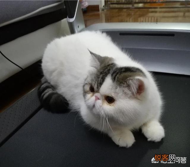 加菲猫与橘猫的混血大约值多少钱？