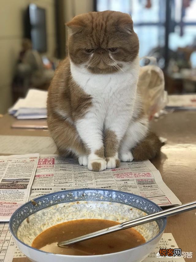 加菲猫与橘猫的混血大约值多少钱？