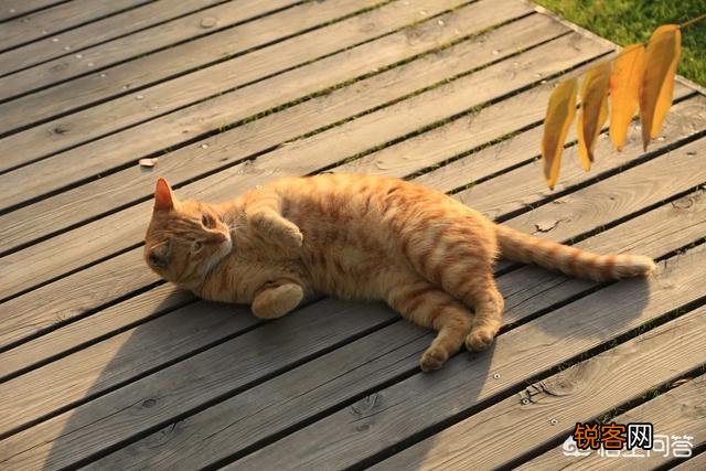 加菲猫与橘猫的混血大约值多少钱？