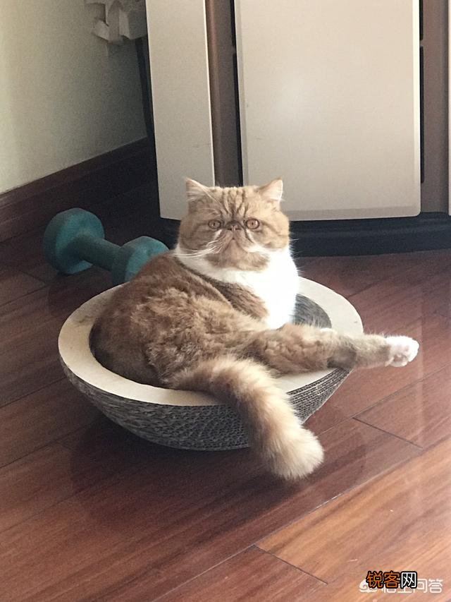 加菲猫与橘猫的混血大约值多少钱？