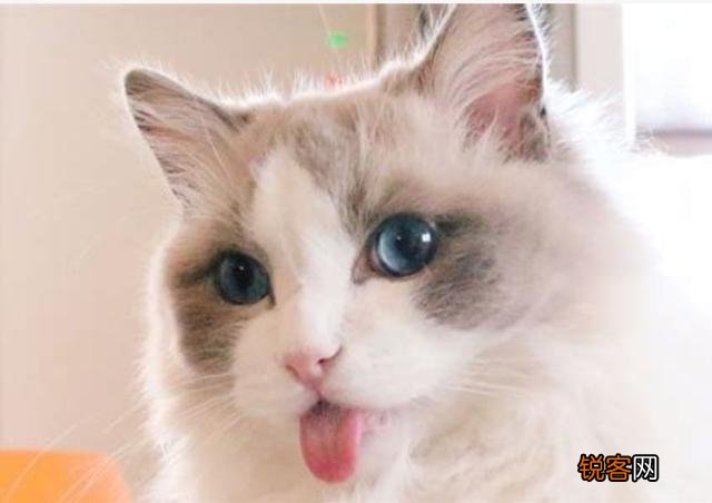 如果你喜欢一只布偶猫,你觉得你要月薪多少你才会买下它？