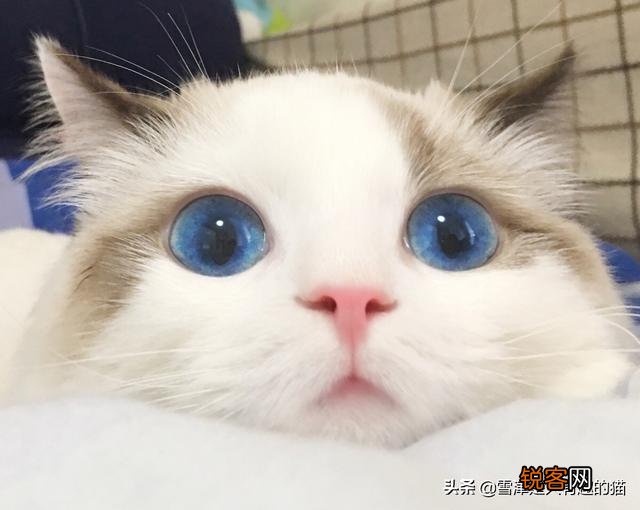如果你喜欢一只布偶猫,你觉得你要月薪多少你才会买下它？