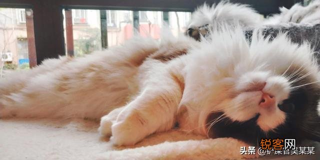 如果你喜欢一只布偶猫,你觉得你要月薪多少你才会买下它？