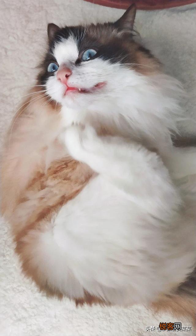 如果你喜欢一只布偶猫,你觉得你要月薪多少你才会买下它？