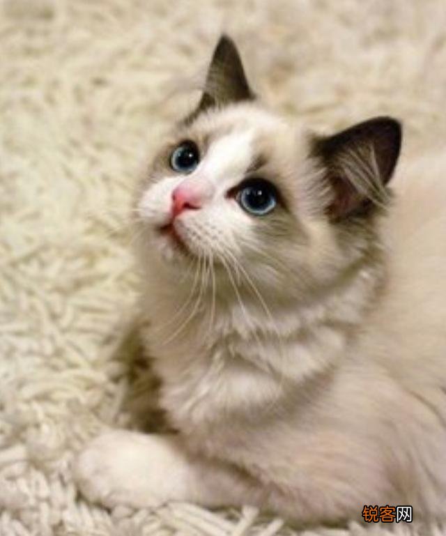 如果你喜欢一只布偶猫,你觉得你要月薪多少你才会买下它？
