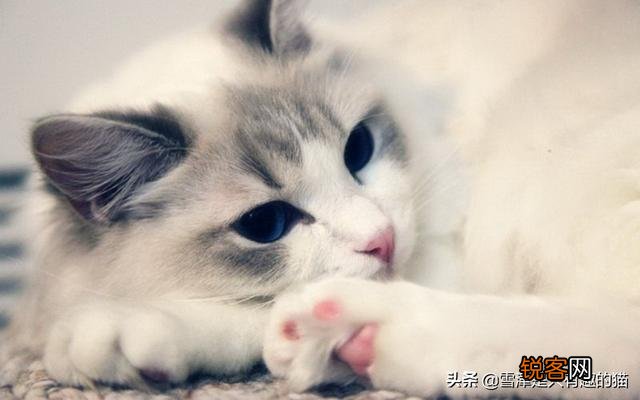 如果你喜欢一只布偶猫,你觉得你要月薪多少你才会买下它？