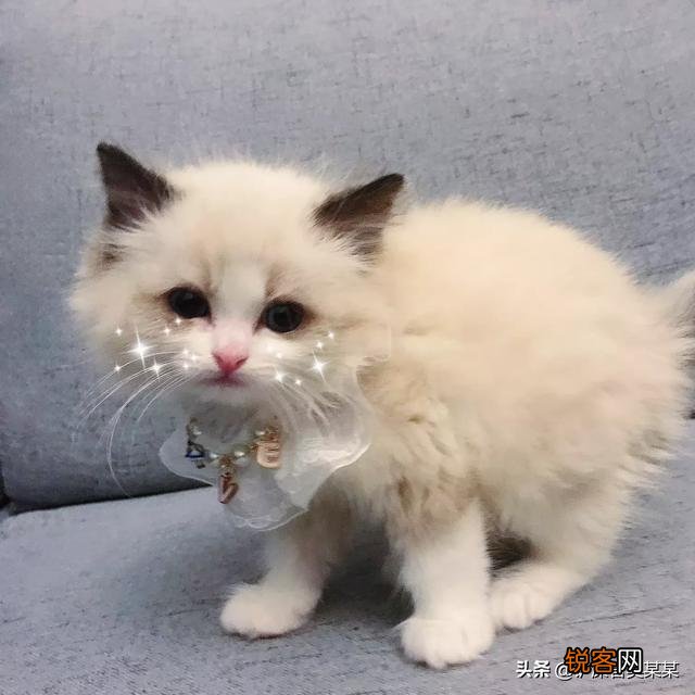 如果你喜欢一只布偶猫,你觉得你要月薪多少你才会买下它？