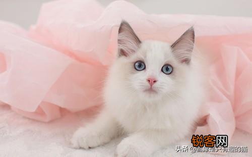 如果你喜欢一只布偶猫,你觉得你要月薪多少你才会买下它？