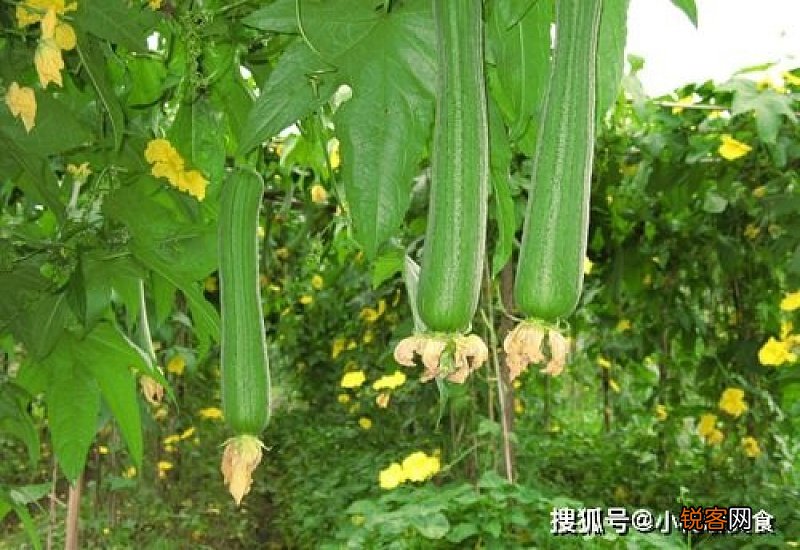月经不调吃丝瓜有用吗 月经不调吃丝瓜有什么好处