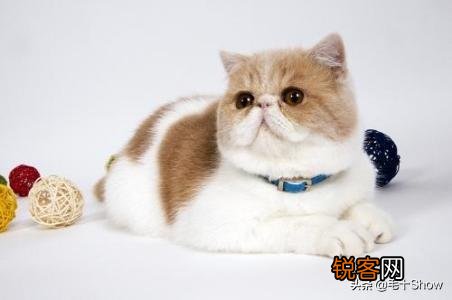 想养一只性格温顺不爱叫的猫,2000以内推荐什么品种呢？