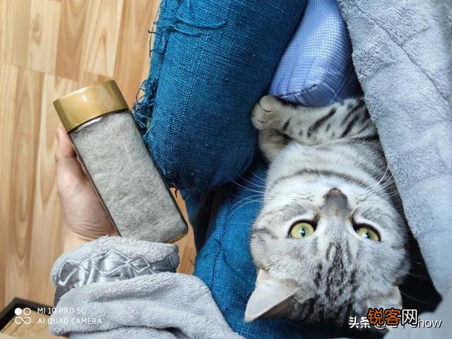 想养一只性格温顺不爱叫的猫,2000以内推荐什么品种呢？