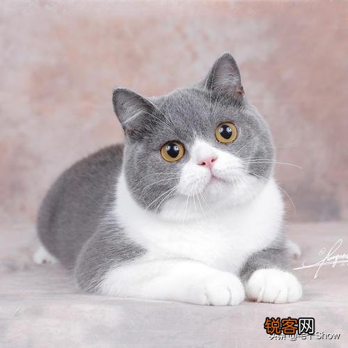 想养一只性格温顺不爱叫的猫,2000以内推荐什么品种呢？