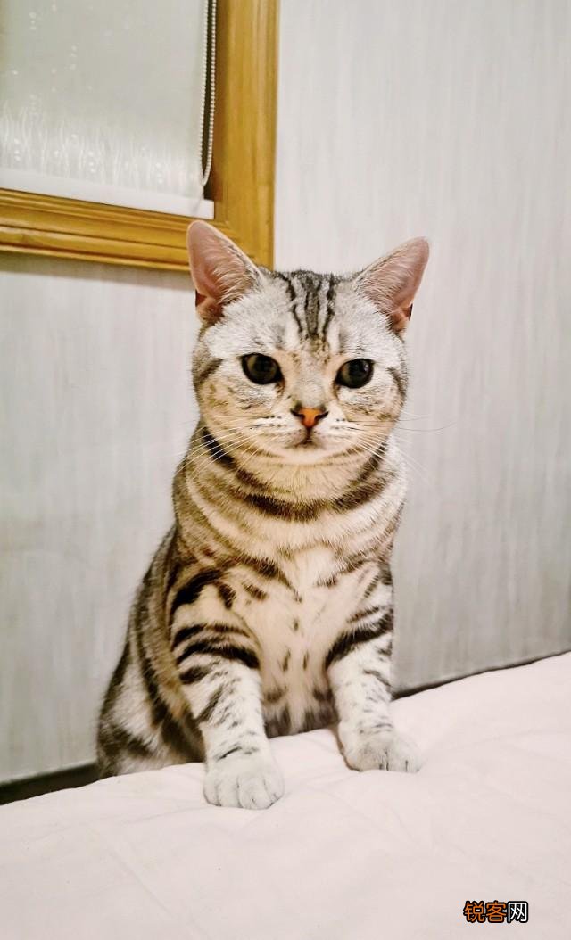 想养一只性格温顺不爱叫的猫,2000以内推荐什么品种呢？