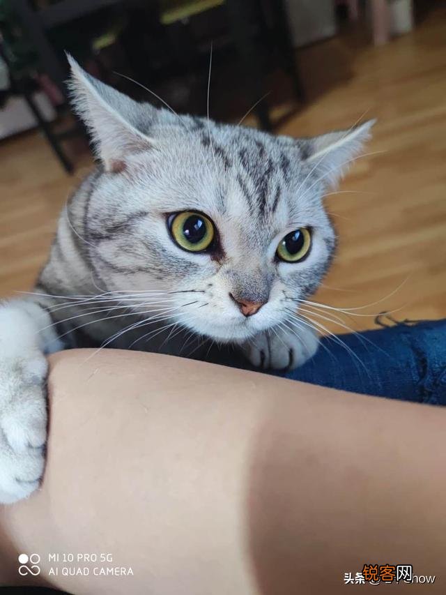 想养一只性格温顺不爱叫的猫,2000以内推荐什么品种呢？