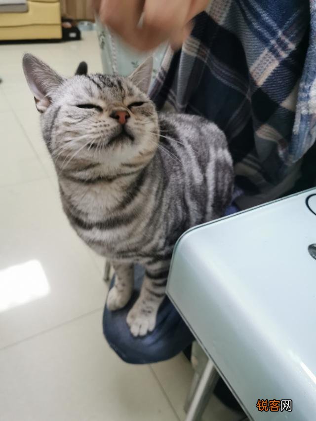 想养一只性格温顺不爱叫的猫,2000以内推荐什么品种呢？