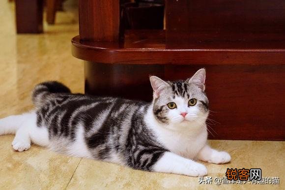 想养一只性格温顺不爱叫的猫,2000以内推荐什么品种呢？
