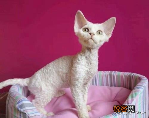 想养一只性格温顺不爱叫的猫,2000以内推荐什么品种呢？