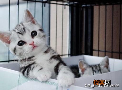 想养一只性格温顺不爱叫的猫,2000以内推荐什么品种呢？