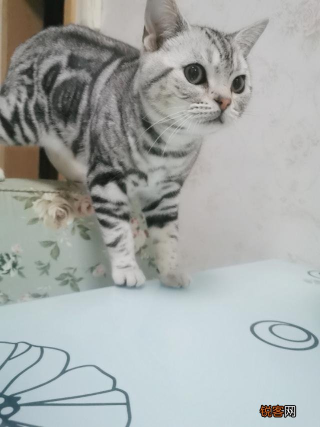 想养一只性格温顺不爱叫的猫,2000以内推荐什么品种呢？