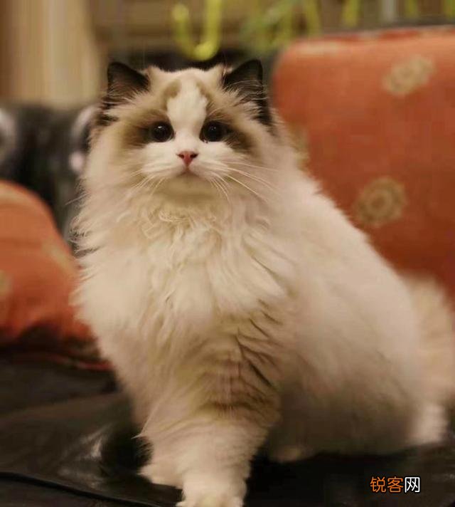 布偶猫的价格在多少比较合适？你会买吗？