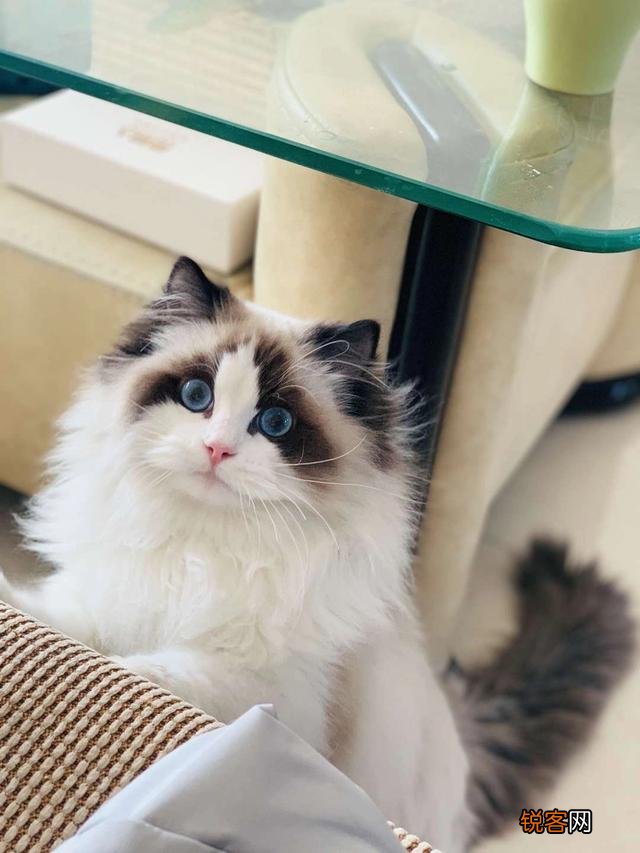 布偶猫的价格在多少比较合适？你会买吗？