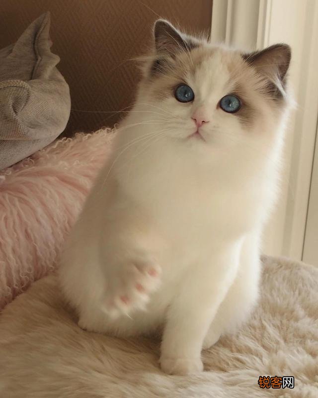 布偶猫的价格在多少比较合适？你会买吗？