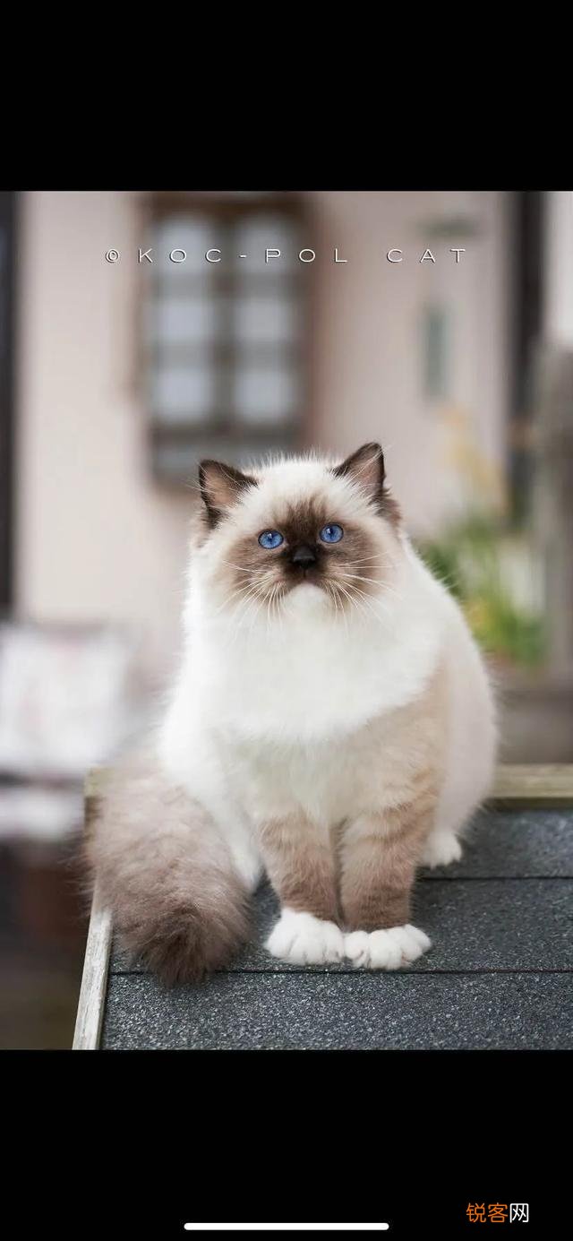 布偶猫的价格在多少比较合适？你会买吗？