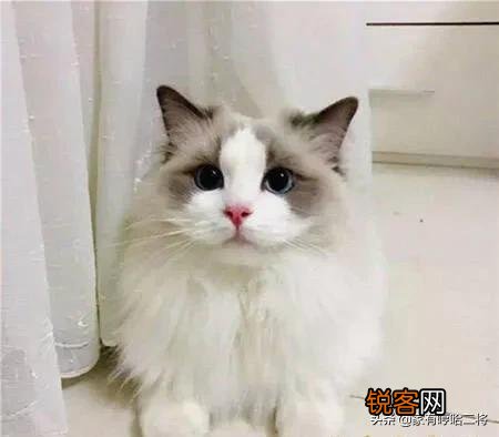 布偶猫适合新手养吗?大概花销是多少?