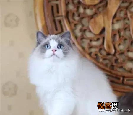 布偶猫适合新手养吗?大概花销是多少?