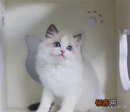 布偶猫适合新手养吗?大概花销是多少?