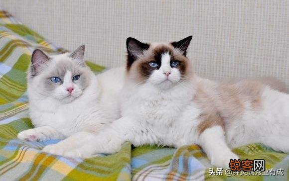布偶猫适合新手养吗?大概花销是多少?
