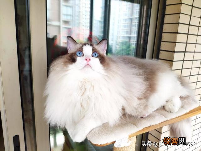 两个月的布偶猫,卖家要价4000,请问价格是否合适呢?大家觉得什么价位呢？