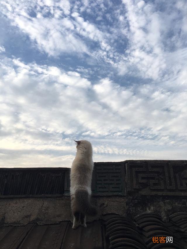 两个月的布偶猫,卖家要价4000,请问价格是否合适呢?大家觉得什么价位呢？