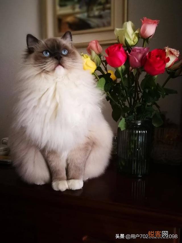 两个月的布偶猫,卖家要价4000,请问价格是否合适呢?大家觉得什么价位呢？