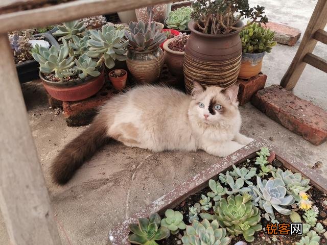 两个月的布偶猫,卖家要价4000,请问价格是否合适呢?大家觉得什么价位呢？