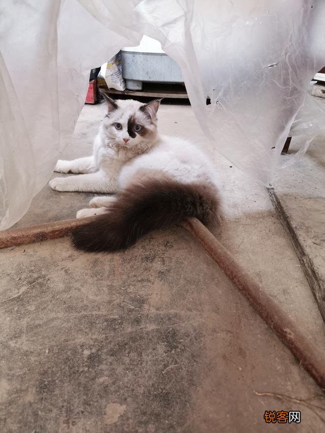 两个月的布偶猫,卖家要价4000,请问价格是否合适呢?大家觉得什么价位呢？