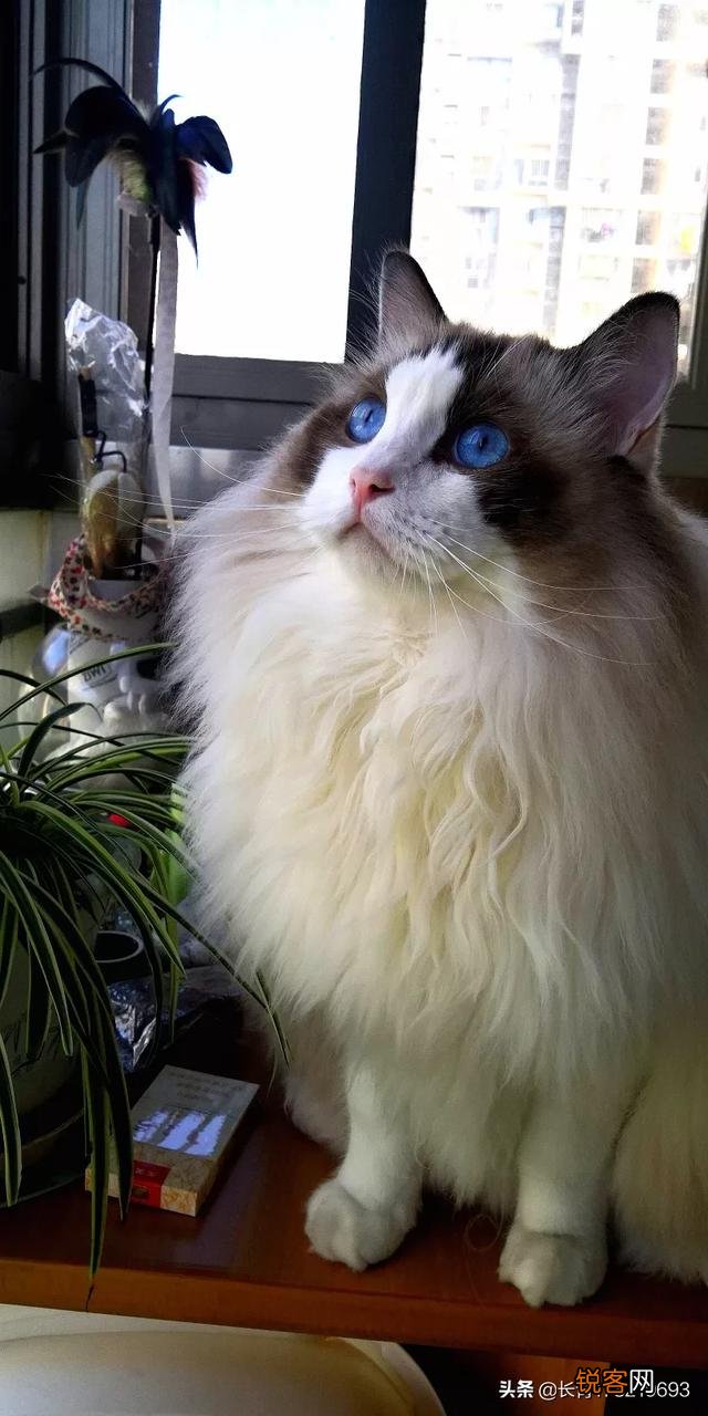 两个月的布偶猫,卖家要价4000,请问价格是否合适呢?大家觉得什么价位呢？