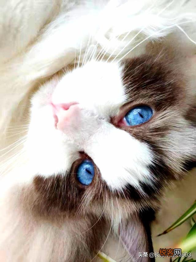 两个月的布偶猫,卖家要价4000,请问价格是否合适呢?大家觉得什么价位呢？