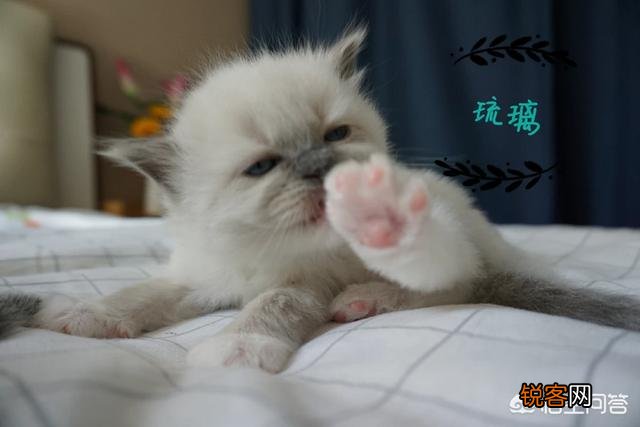 在三线城市,买一只布偶猫,大约要多少钱？