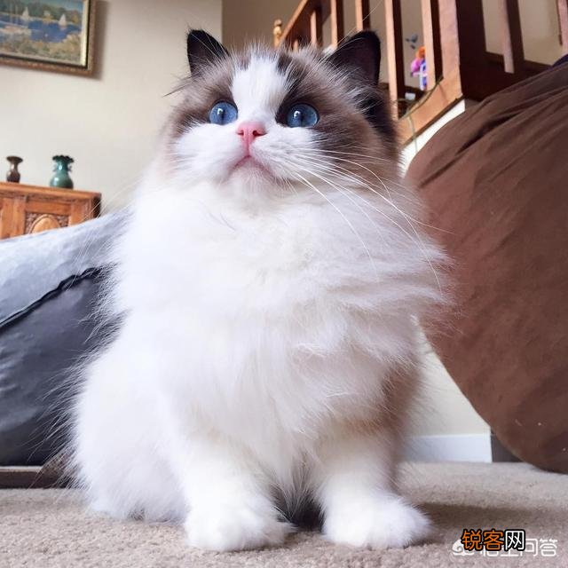 怎样可以买到一只纯种布偶猫？