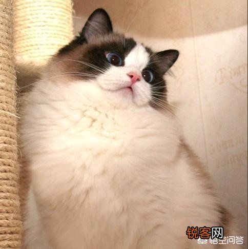 怎样可以买到一只纯种布偶猫？