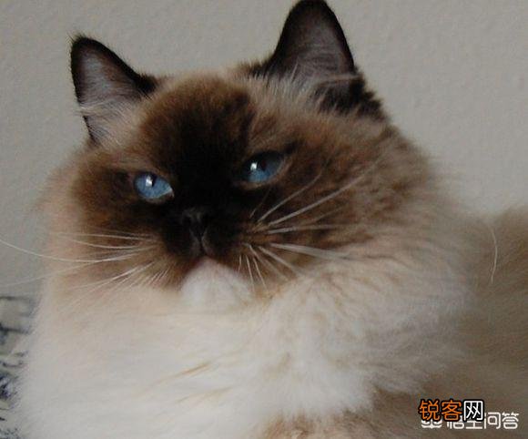 怎样可以买到一只纯种布偶猫？