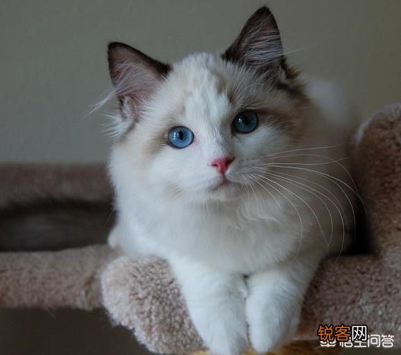 怎样可以买到一只纯种布偶猫？