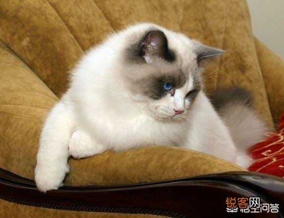 怎样可以买到一只纯种布偶猫？