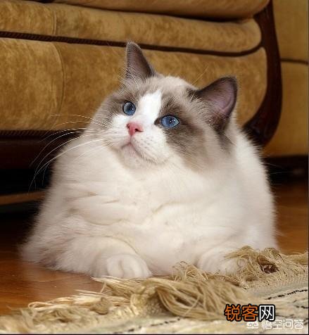 怎样可以买到一只纯种布偶猫？