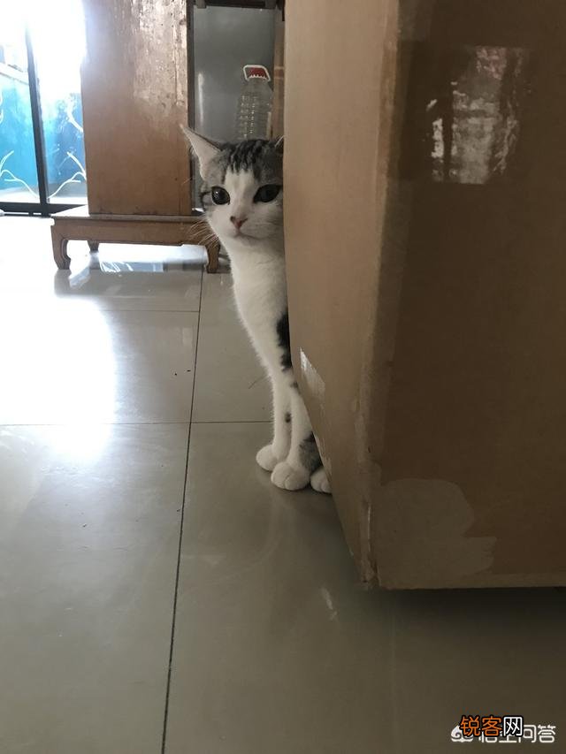 听猫奴们说养猫很花钱,那么养一只猫到底要花多少钱？