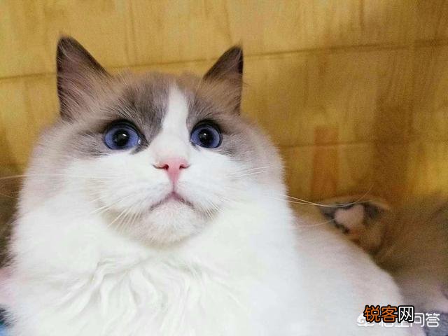 听猫奴们说养猫很花钱,那么养一只猫到底要花多少钱？