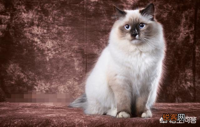 2300闲鱼上买一只布偶猫合理吗？